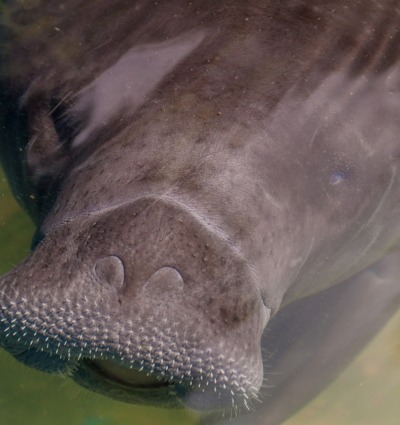 Amazonian Manatee, by Matyas Rehak