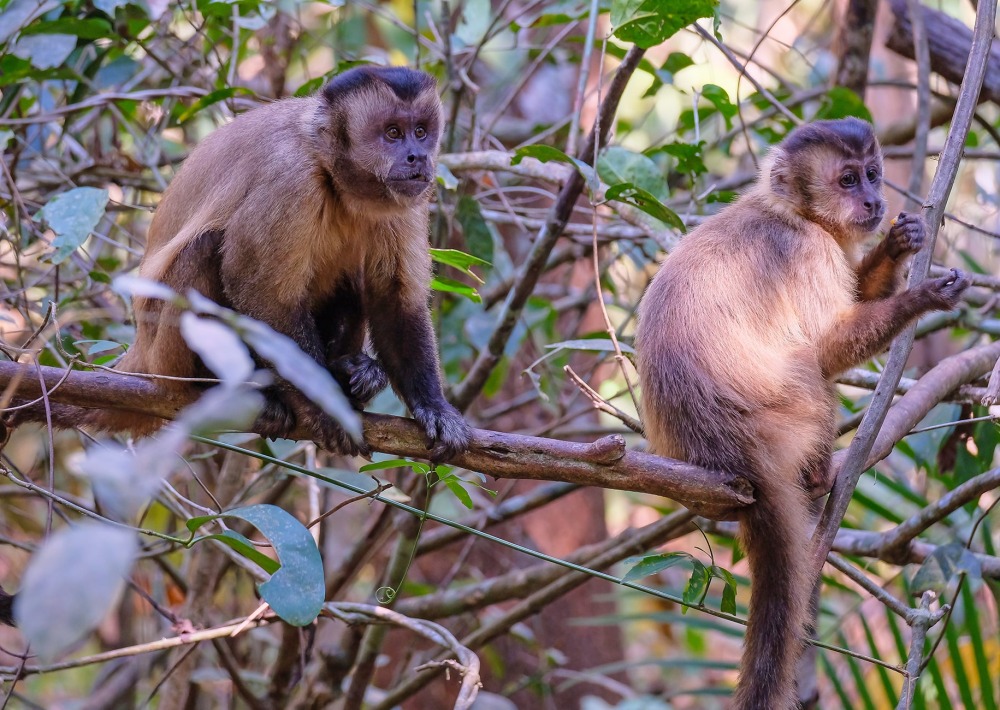 Azaras's Capuchin or Hooded Capuchin, by Reisegraf.ch