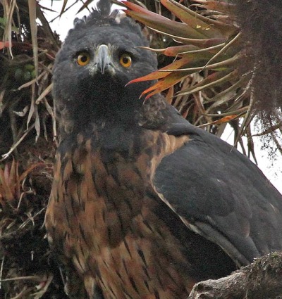 Black and Chestnut Eagle, by Roger Ahlman