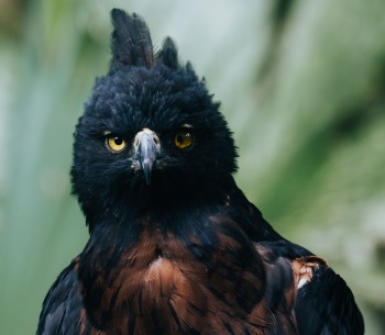 Black-and-chestnut Eagle, by Camilo Robayo