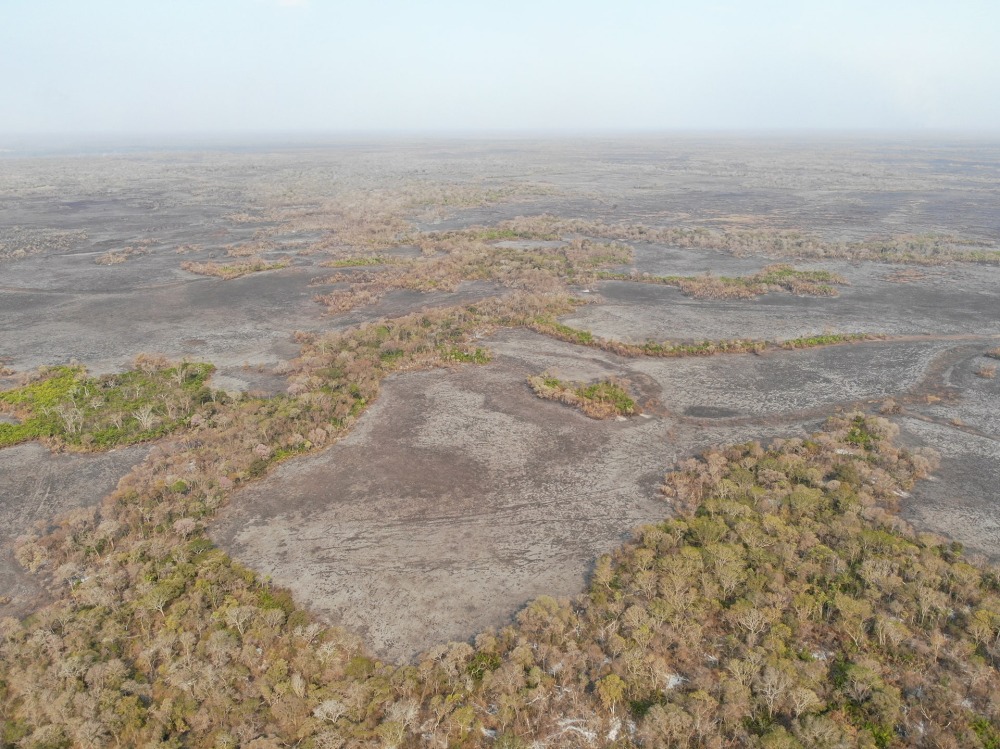 Fires in the Pantanal are destroying the biodiverse wetlands of the Pantanal. Photo courtesy of Onçafari