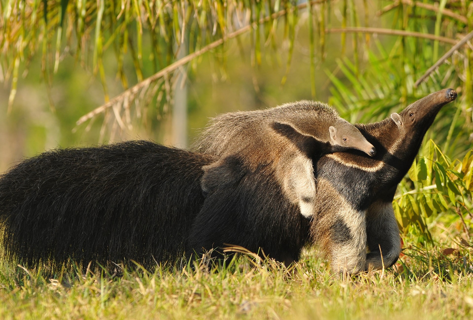 Giant Anteater with baby, by Lucas Leuzinger