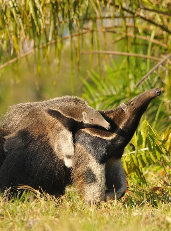 Giant Anteater with baby, by Lucas Leuzinger