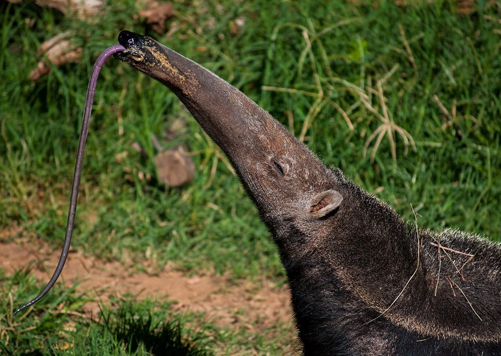 Giant Anteater, by Esdeem