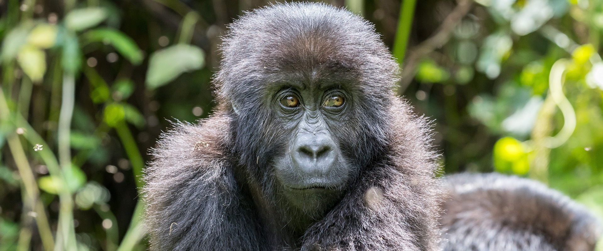 Young Grauer's Gorilla or Eastern Lowland Gorilla, by LM Images