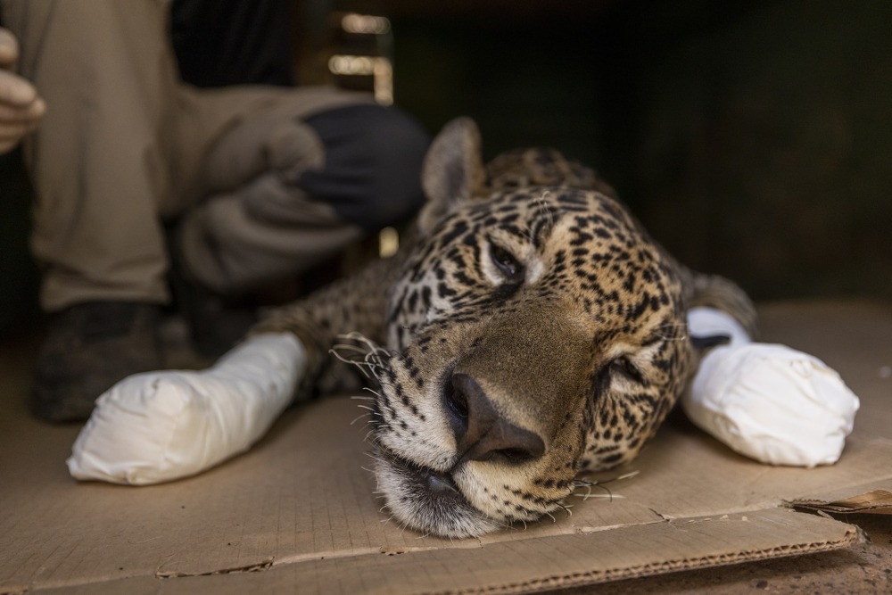 A Jaguar, injured by the fires burning in the Pantanal, receives medical attention at a local rehabilitation facility. Photo courtesy of Onçafari/André Bittar