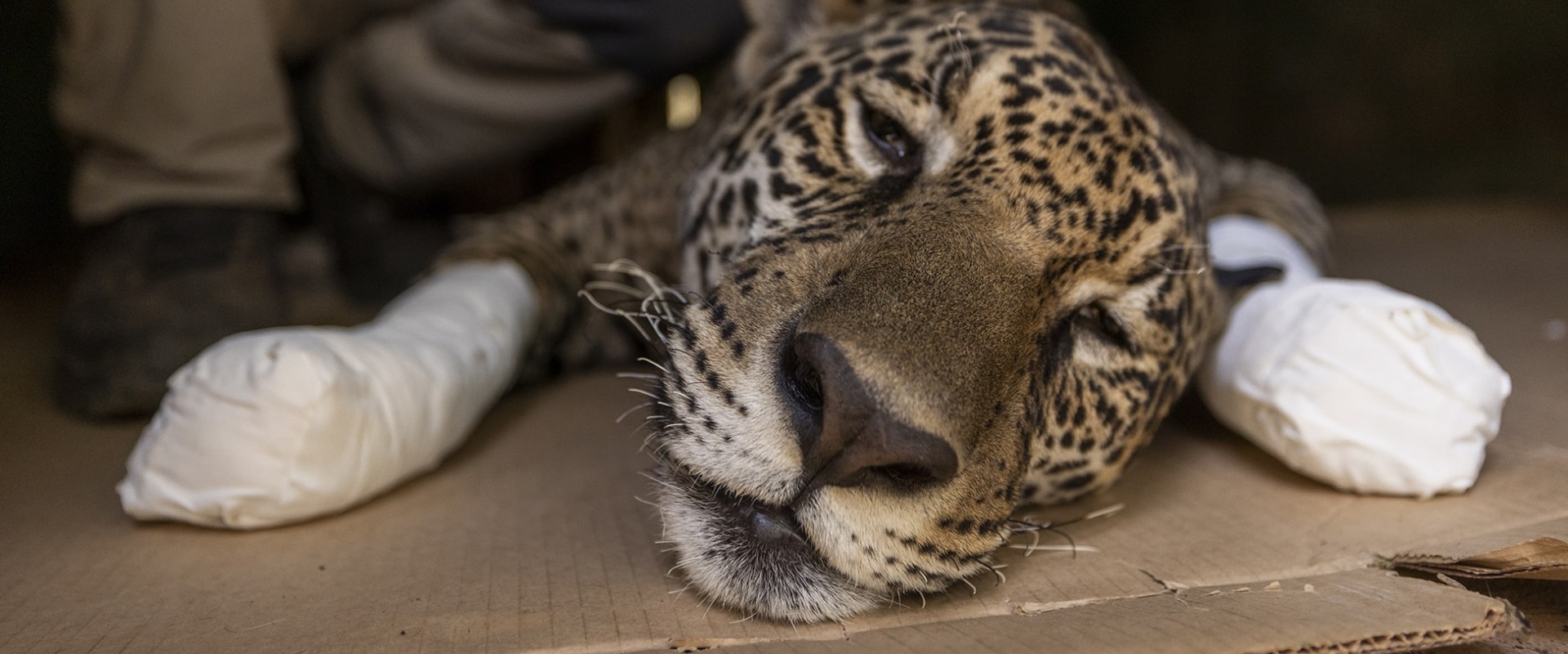 A Jaguar, injured by the fires burning in the Pantanal, receives medical attention at a local rehabilitation facility. Photo courtesy of Onçafari/André Bittar