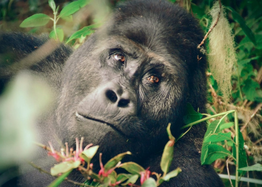 Grauer's Gorilla, by WCS-DRC