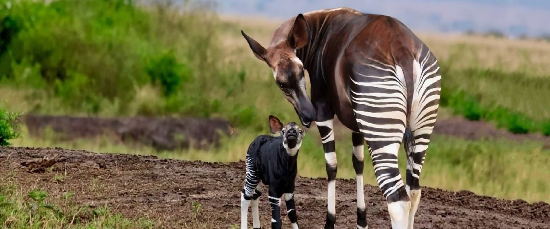 Okapi with baby, by Vladimir Turkenich