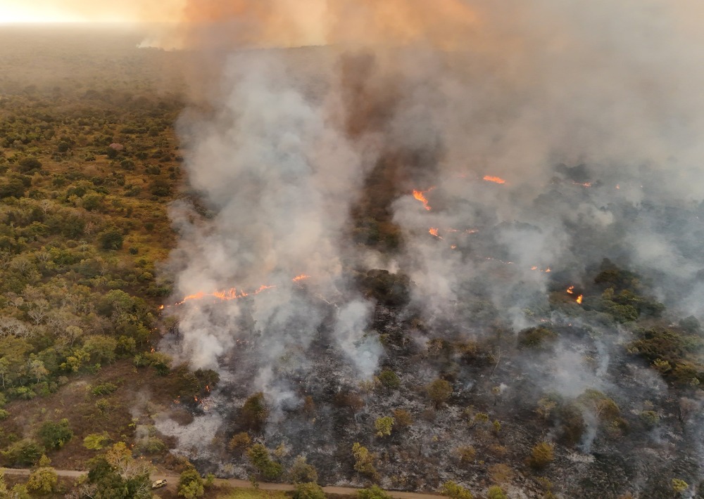 Fires in the Pantanal are destroying the biodiverse wetlands of the Pantanal. Photo courtesy of Onçafari