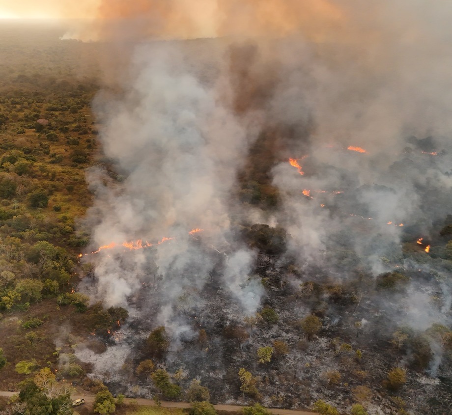 Fires in the Pantanal are destroying the biodiverse wetlands of the Pantanal. Photo courtesy of Onçafari