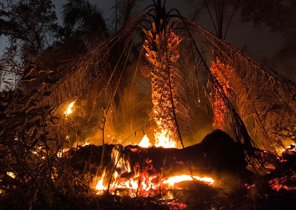 Fires in the Pantanal are destroying the biodiverse wetlands of the Pantanal. Photo courtesy of Onçafari