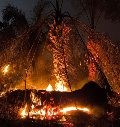 Fires in the Pantanal are destroying the biodiverse wetlands of the Pantanal. Photo courtesy of Onçafari