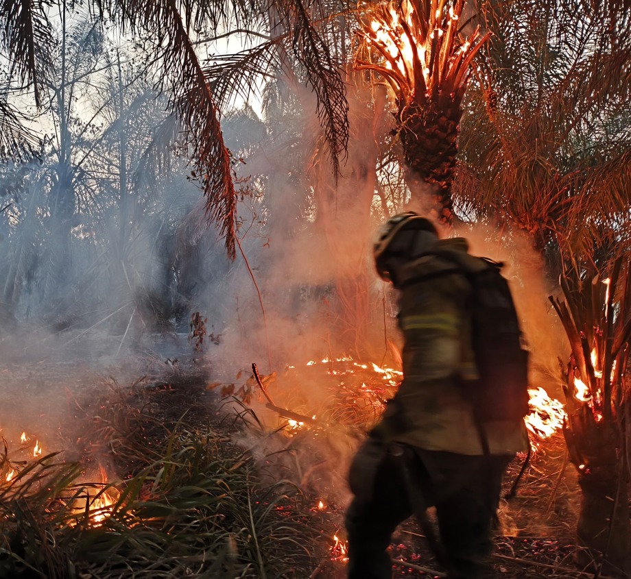 Fires in the Pantanal are destroying the biodiverse wetlands of the Pantanal. Photo courtesy of Onçafari