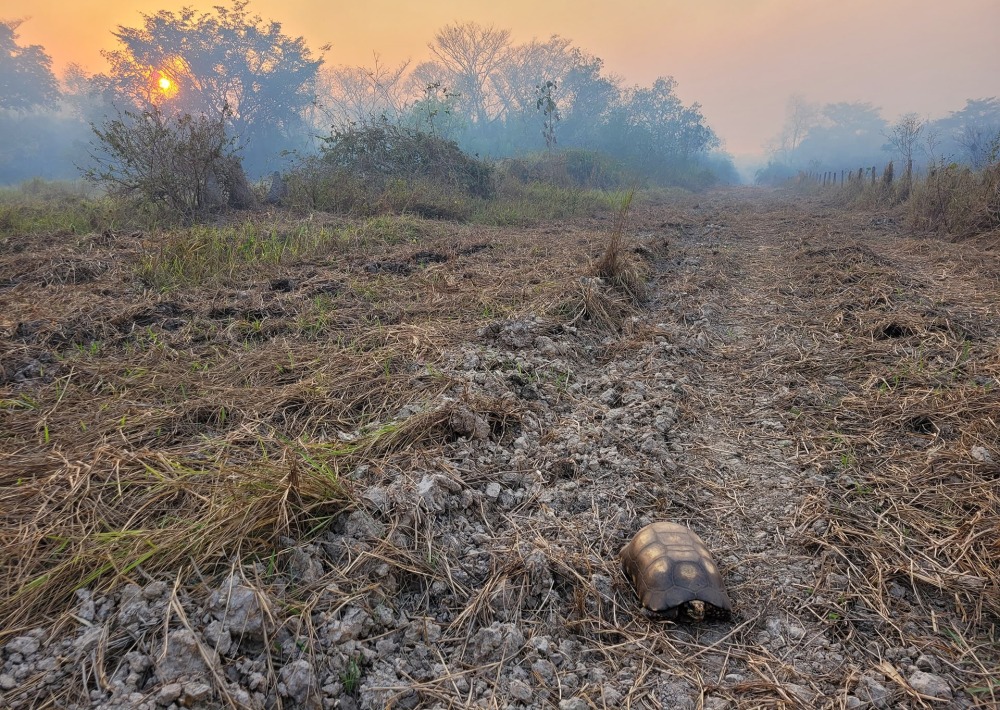 Fires in the Pantanal are destroying the biodiverse wetlands of the Pantanal. Photo courtesy of Onçafari