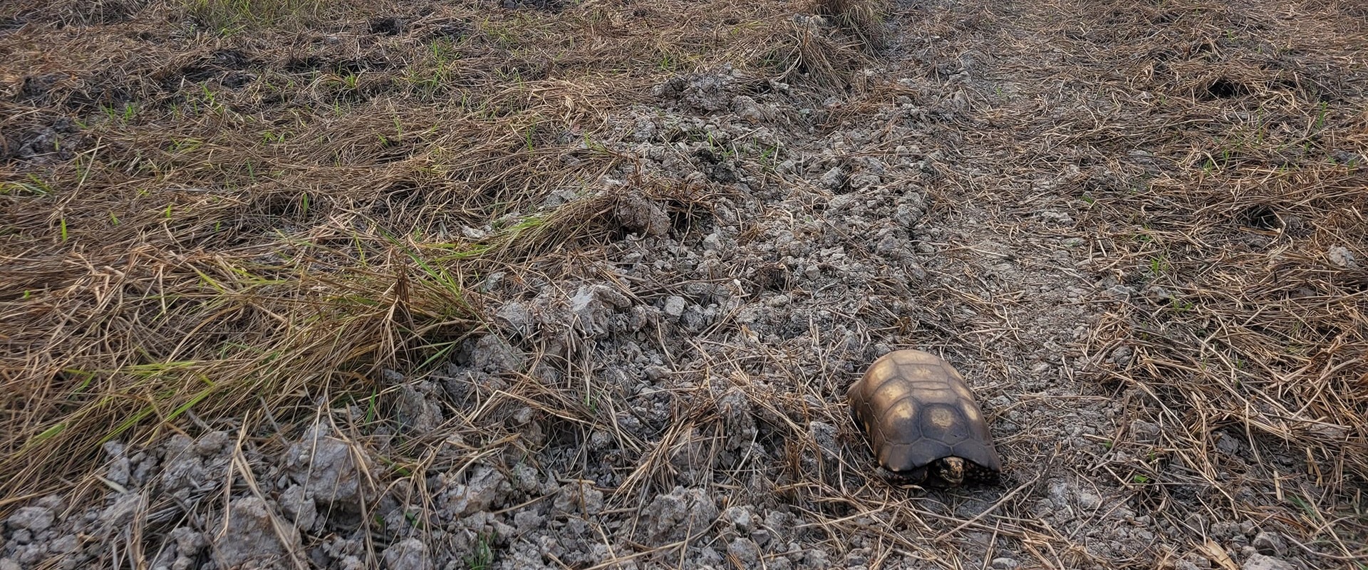 Fires in the Pantanal are destroying the biodiverse wetlands of the Pantanal. Photo courtesy of Onçafari