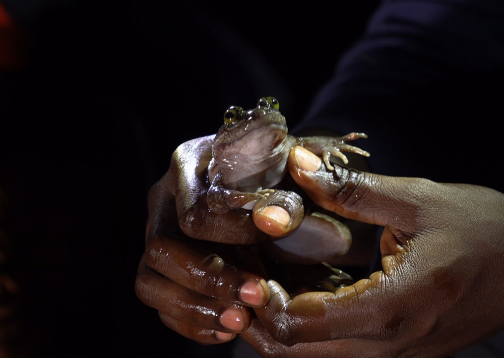 The Togo Slippery Frog or "The Whistling Frog", courtesy of HERP Conservation-Ghana