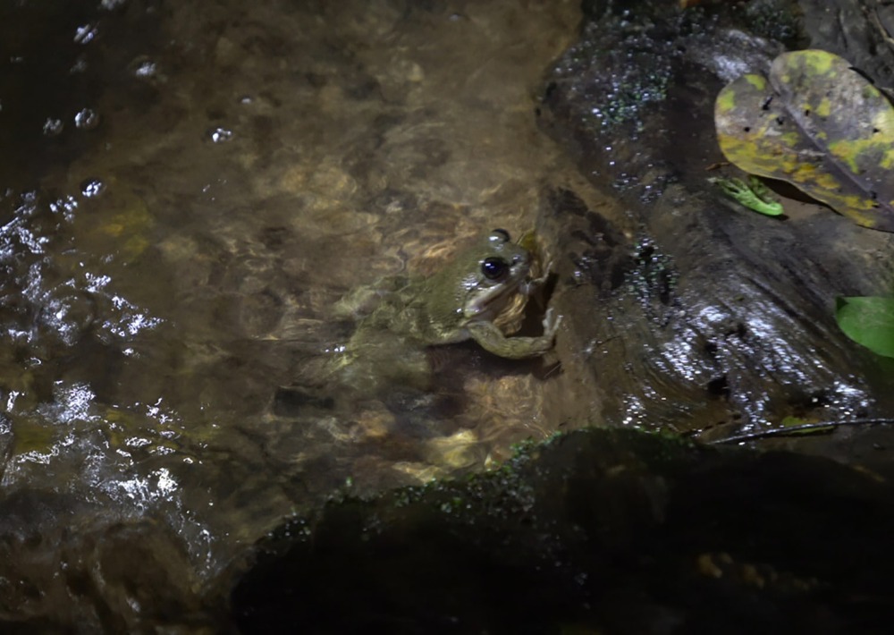 The Togo Slippery Frog or "The Whistling Frog," courtesy of HERP Conservation-Ghana