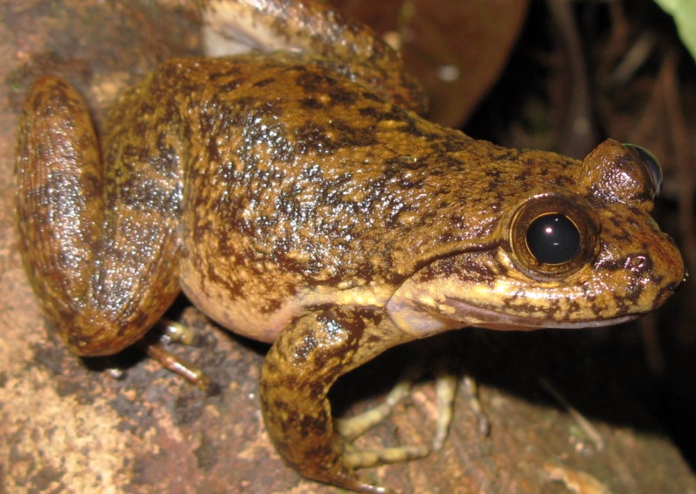 Togo Slippery Frog, courtesy of HERP Conservation-Ghana