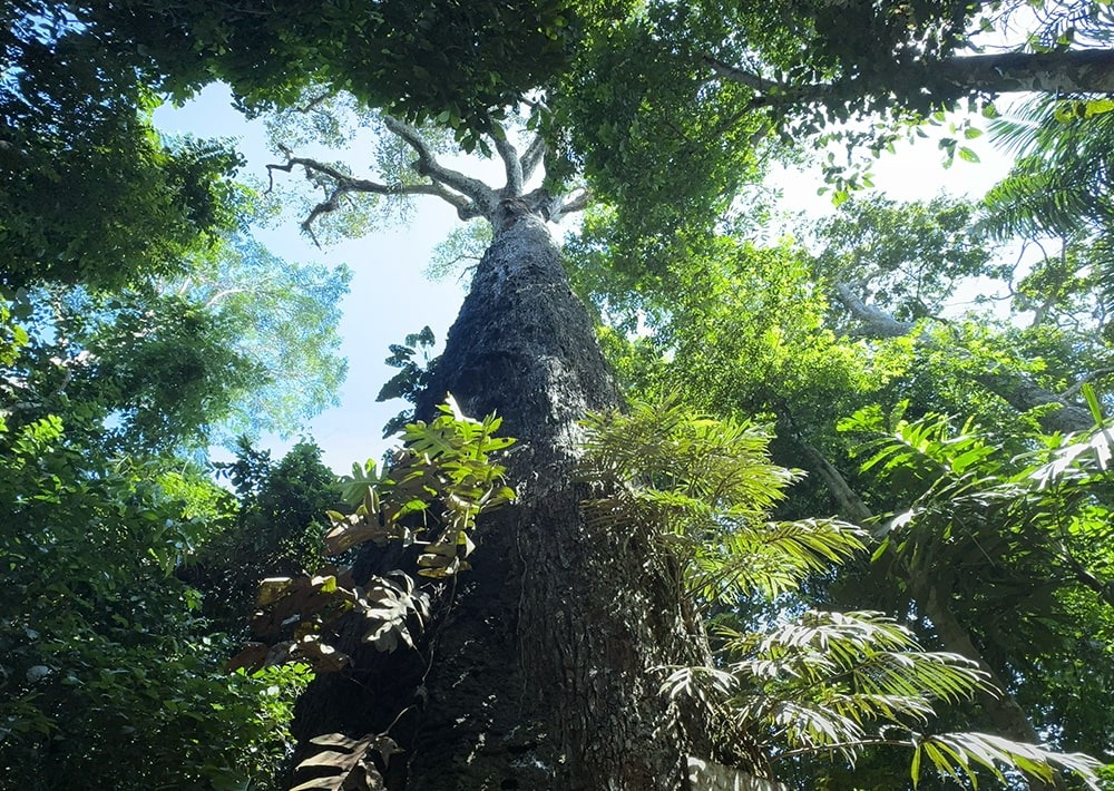 An old-growth tree from the Lake Tefé area of the Brazilian Amazon. Photo by James Lewis