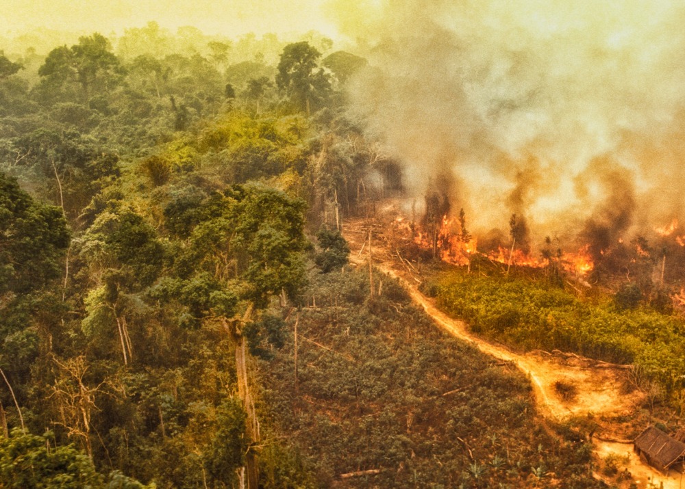 Amazon rainforest deforestation, by Brasil2