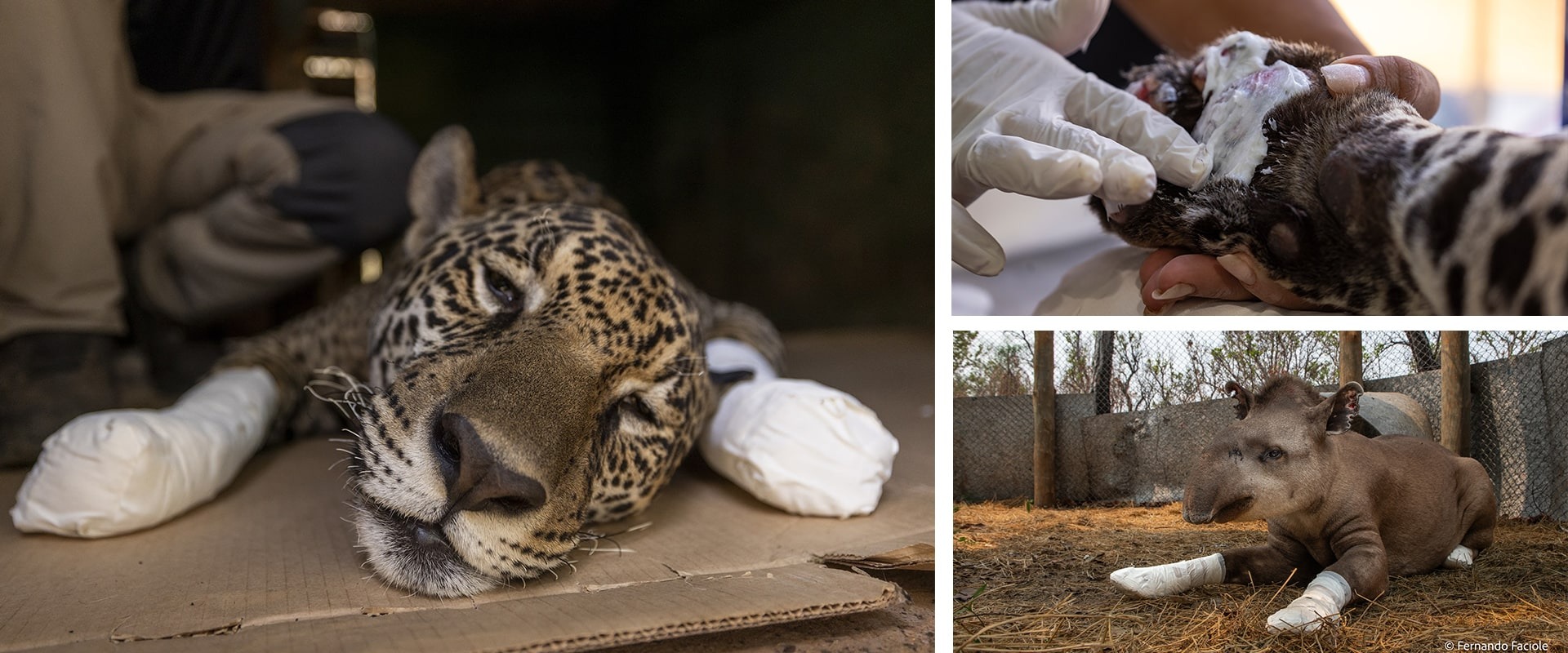 Animals injured in the Pantanal wild fires, photos courtesy Onçafari