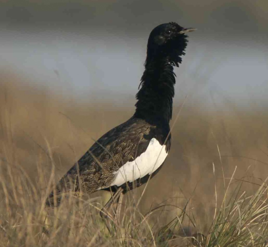 Bengal Florican