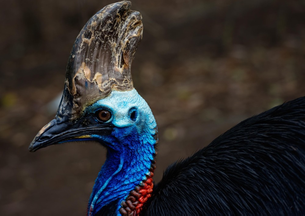 The Cassowary, by Len4foto