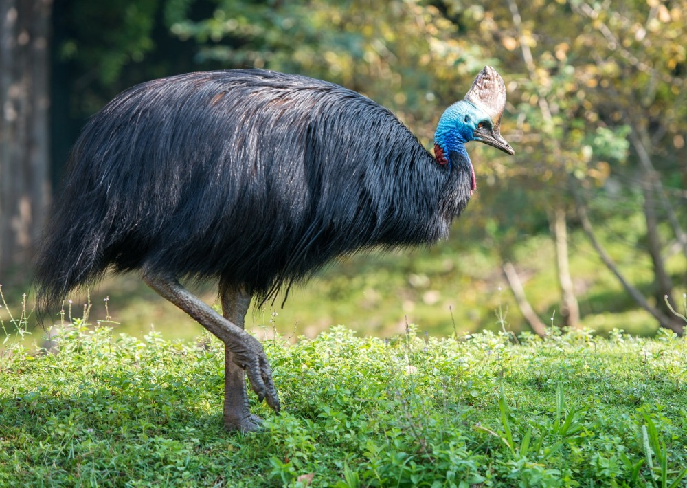 The Cassowary, by Andrea Izzotti