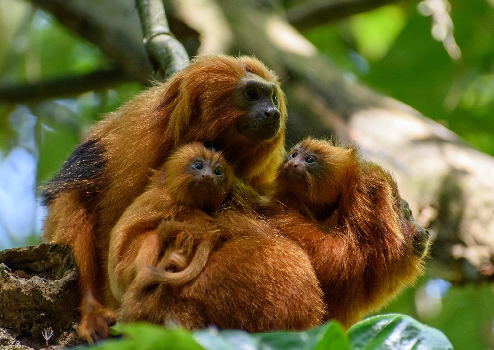 A family of Golden Lion Tamarin