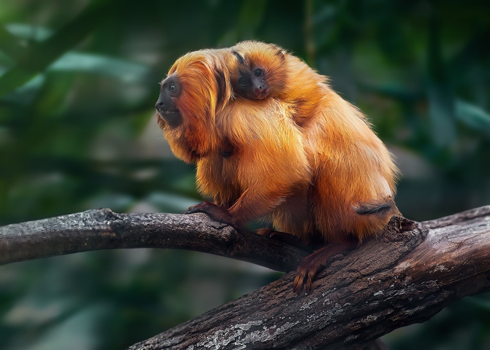 Golden Lion Tamarin, by Diego Grandi