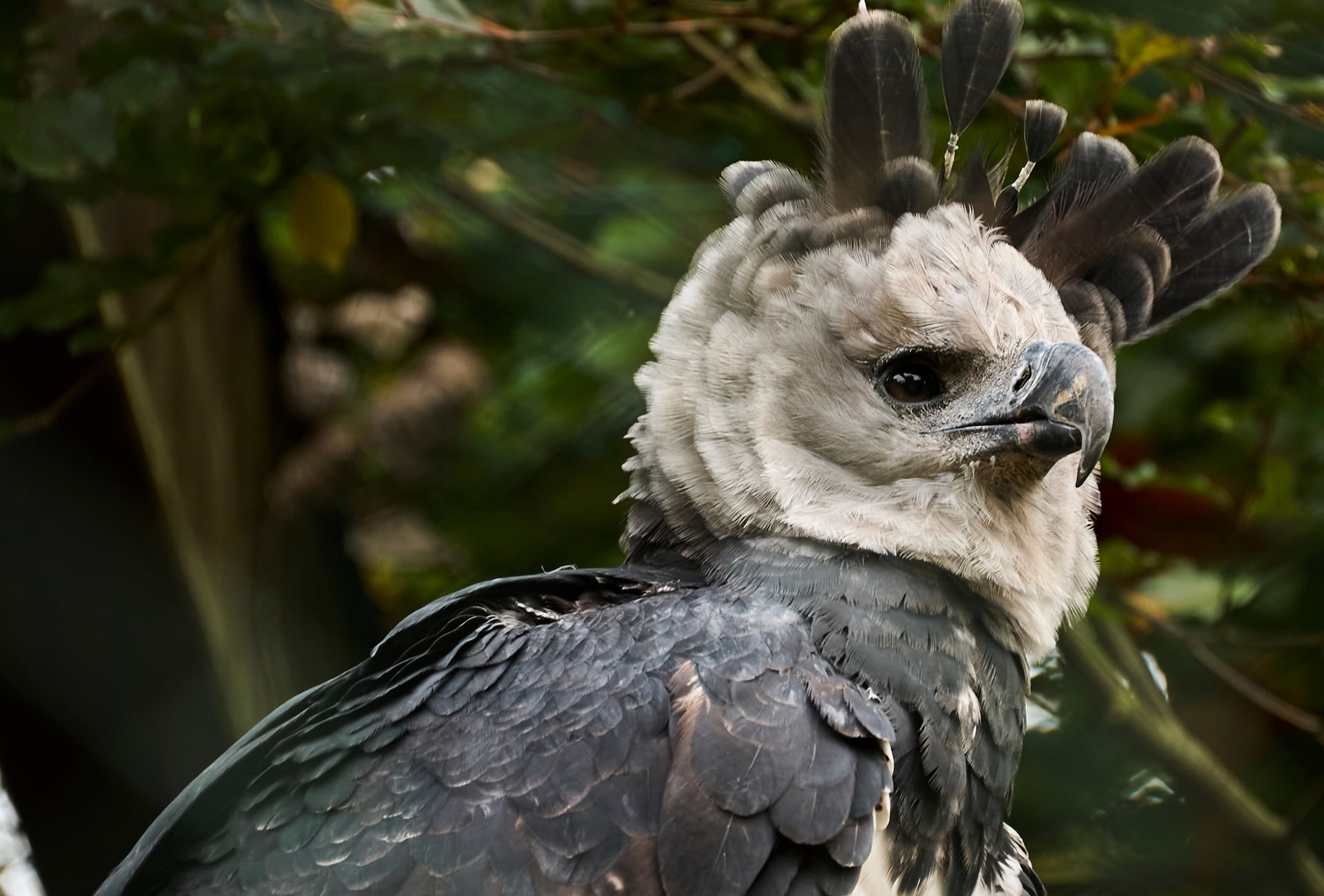 Harpy Eagle, by Jens Otte