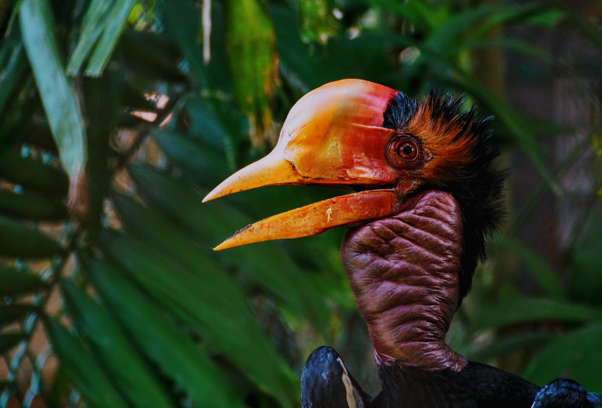 Helmeted Hornbill in front of greenery