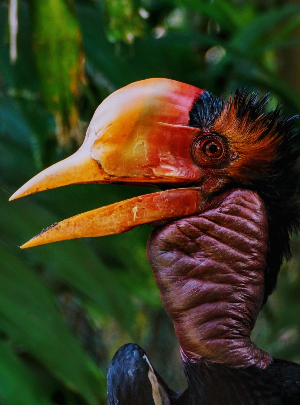 Helmeted Hornbill in front of greenery