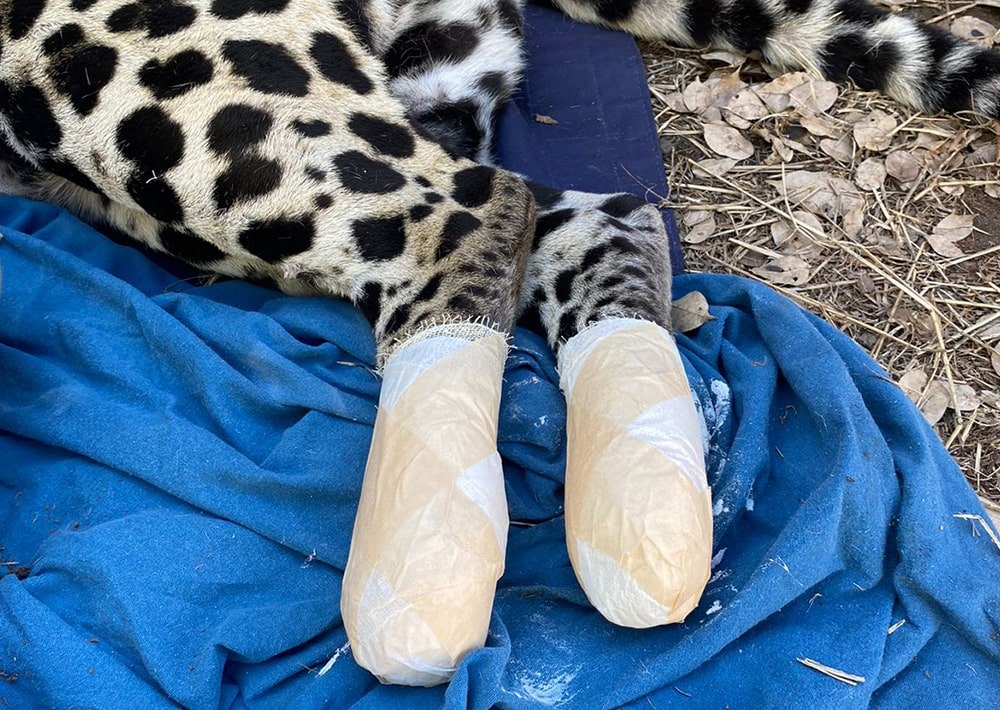 A rehabilitation center treats the burned paws of a Jaguar injured in the Pantanal wild fires, photo by André Bittar/Onçafari