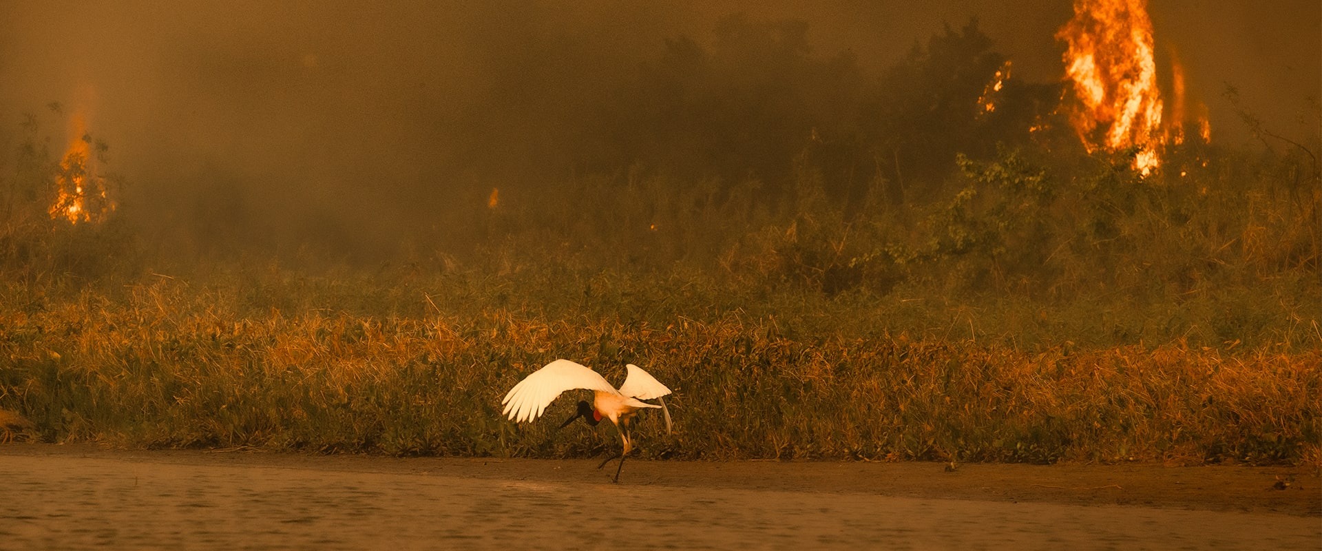 A Jabiru in the burning Pantanal, by Araquem Alcantara