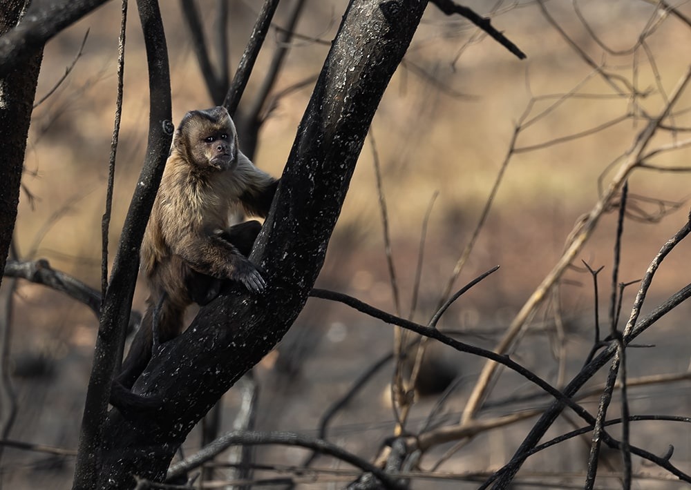 Capuchin in the burned Pantanal landscape, by Bruno Sartori/Onçafari