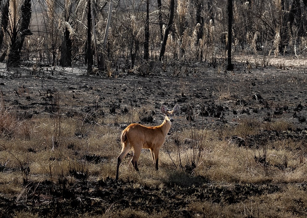 Marsh Deer in the burned Pantanal landscape, by Pedro Helder Pinheiro