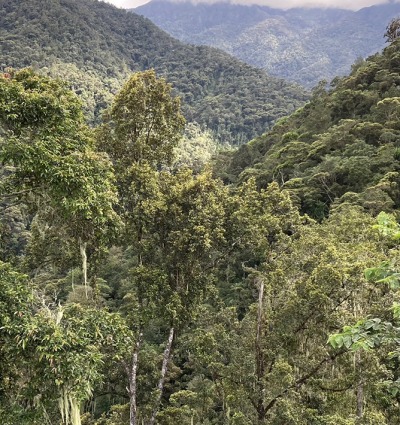 Montane forest vegetation in Latimojong, courtesy FFI-Indonesia