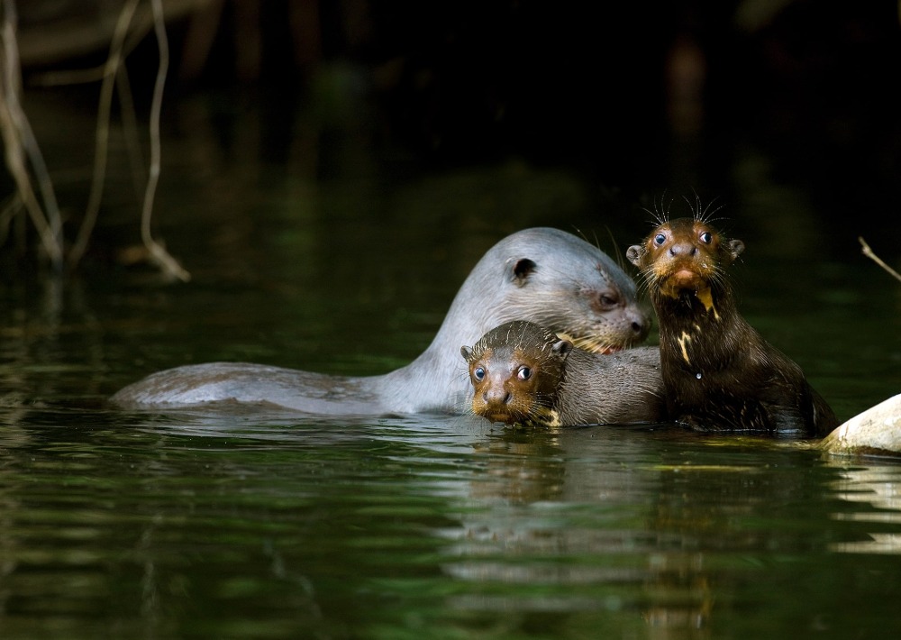 The Giant Otter, by Slowmotiongli