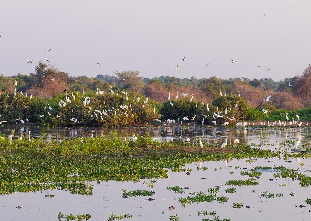 The Pantanal landscape, by Elleon