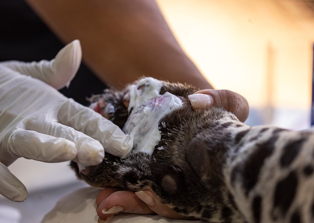 A rehabilitation center treats the burned paws of a Jaguar injured in the Pantanal wild fires, photo by André Bittar/Onçafari