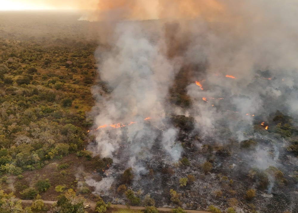 Fires in the Pantanal are destroying the biodiverse wetlands of the Pantanal. Photo courtesy of Onçafari