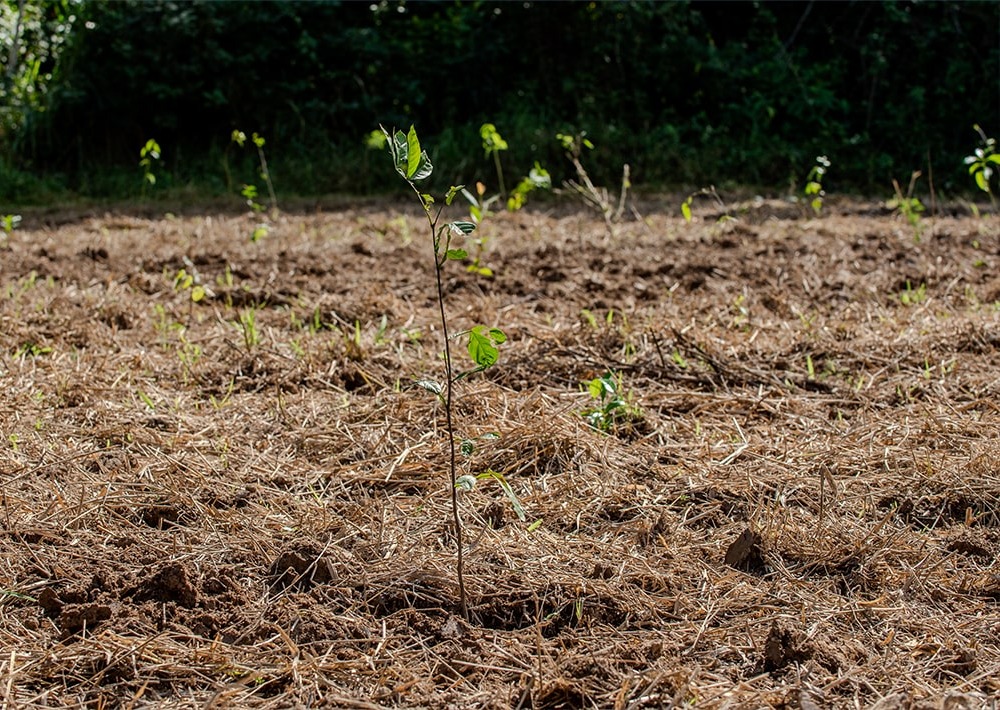 Reforestation efforts, photo courtesy of partner AMLD