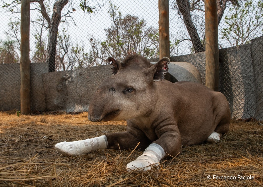 Injured Tapir at rehabilitation center, by Fernando Faciole/Onçafari