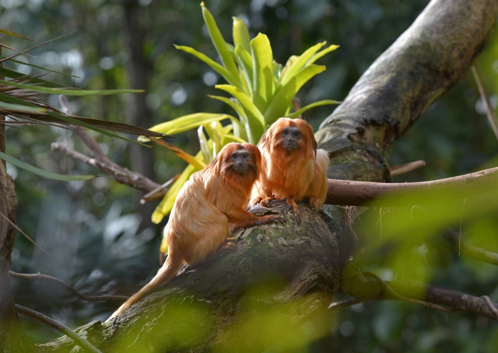 Two Endangered Golden Lion Tamarins in the Atlantic Forest of Brazil