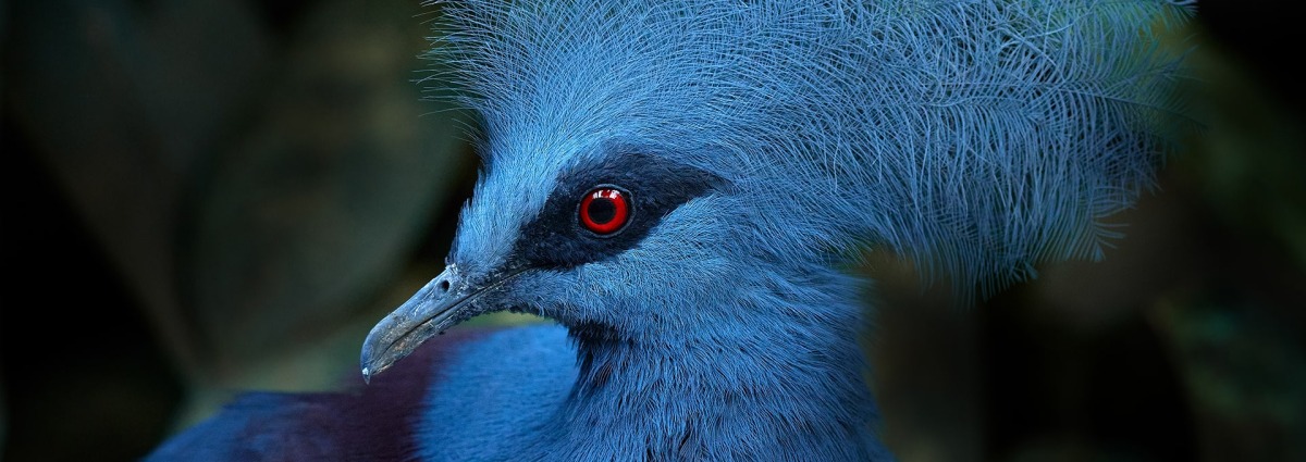 Western Crowned Pigeon, by Ondrej Prosicky