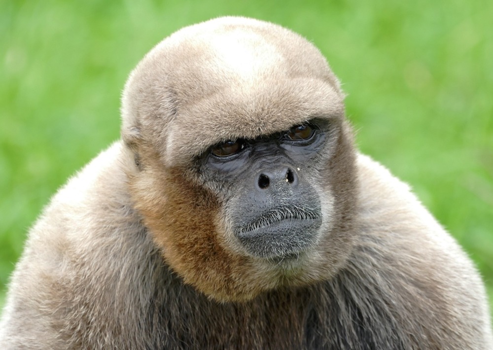 Common Woolly Monkey, shutterstock