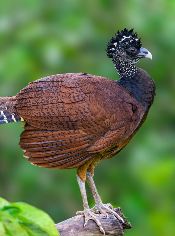 Great Curassow, by Foto Request