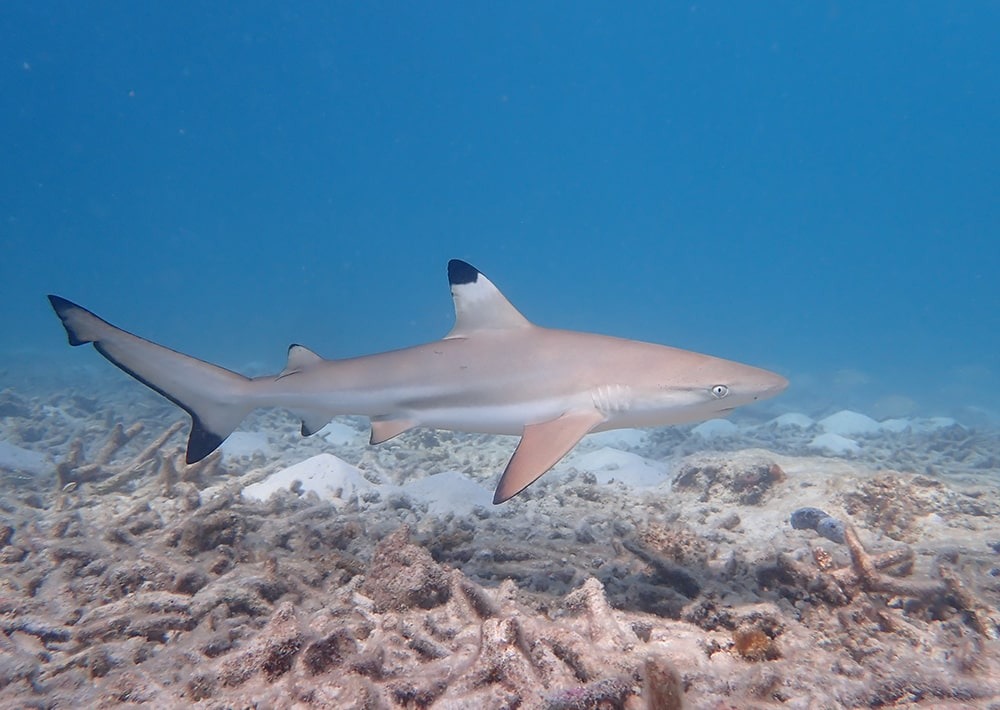 Black Tip Reef Shark, by Namia 17